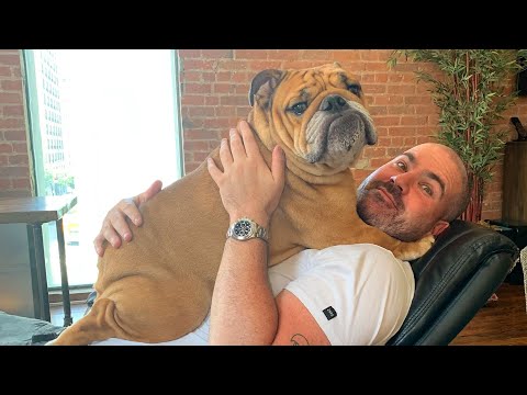 Unforgettable Comedy Duo: Funniest Dog and Human Video Ever! 😱