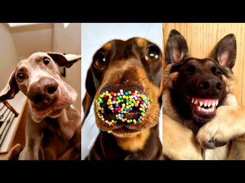 Dogs Videos But Try Not To Laugh🤣😂Part 62