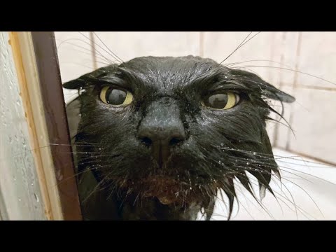 FUNNY CAT MEMES COMPILATION OF 2023 V28