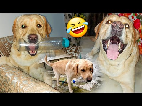 Gapudi Ki Bottel 😂 Masti | Funny Dog Video | SourShy | #sourshy #dog