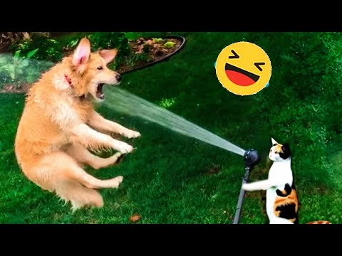 Try Not To Laugh Dogs And Cats 😁 – Best Funniest Animals Video 2023