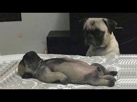 20 Minutes Trending Funny Animals 😅 Funniest Cats and Dogs 😹🐶