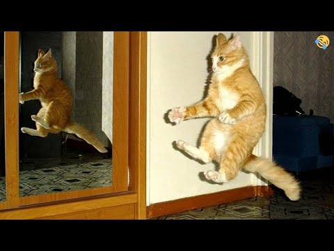 VERY FUNNY CATS and DOGS 🐱🐶 New Funniest Animals Videos 2023 😂