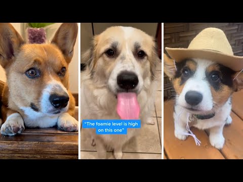 Try Not To Laugh 😂 Funniest Dogs and Puppies 😹 (2023) 🐶