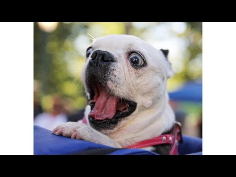 Funniest Animal Videos | Cats and Funny dogs Videos Compilation    Beautiful Scenes Episode 4