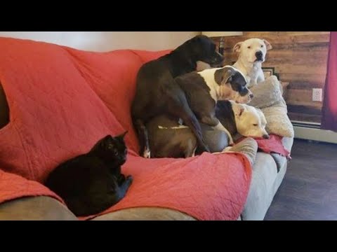 Funniest  Cats and Dogs 😅 Trending Funny Animals 😹 Funny Pet's Life