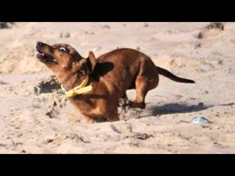 🐾Funniest Dogs and Cats You Can Watch😂🐶🐱