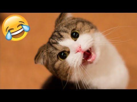 Funny Animal Videos 2023 😇 – Funniest Dogs and Cats Videos 🥰 #107