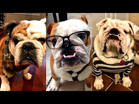 Dogs Videos But Try Not To Laugh🤣😂Part 78