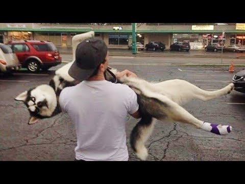 Huskies being dramatic for 10 minutes | FUNNIEST Animals Video