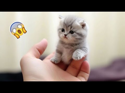 1 Hour Funniest Cats and Dogs 😺🐶 Funny Animals 2023 😍