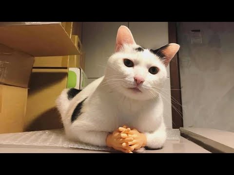 The funniest and most humorous cat, dog and animal videos ever!