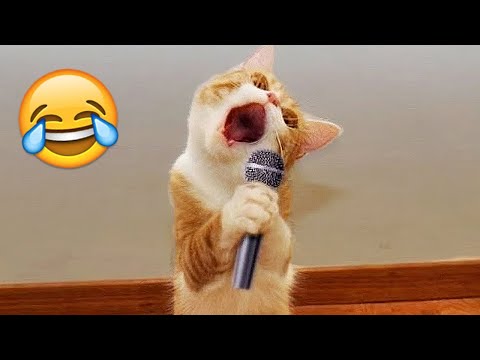 Funny Cats And Dogs Videos 🐱🐶 Funniest Animals – Videos of Funny Animals ZZZ