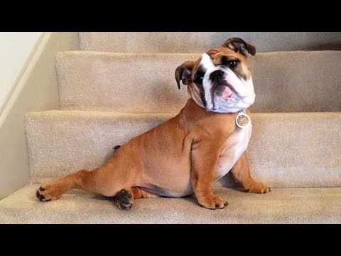 Does Anyone Else Have a Dog Like This?| FUNNIEST Animals and Pets