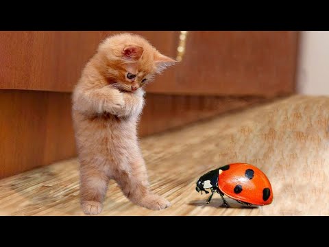 Funny animals – Funny cats and dogs – Funny animal videos 2023🤣