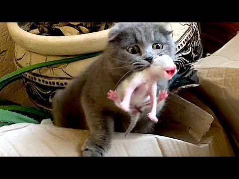 Funny animals – Funny cats and dogs – Funny animal videos 2023🤣