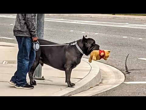 Funny Dogs And Cats Videos 2023 😸🐶 Best Funniest Animal Videos Of The Month 🥰👌