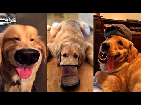 Dogs Videos But Try Not To Laugh🤣😂Part 64