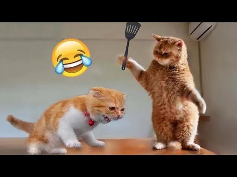 Funny Animals Videos 2023 😂 – Funniest Cat's & Dog's Video 😺😍 KittyCasa TV Part 1