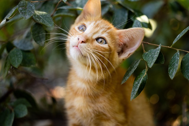 Are You A Cat Owner? Try These Pet-Care Tips!