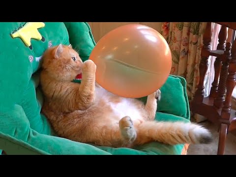 Funniest Cats and Dogs 😺🐶 Funny Animals 2023 😂 Funny Video #43