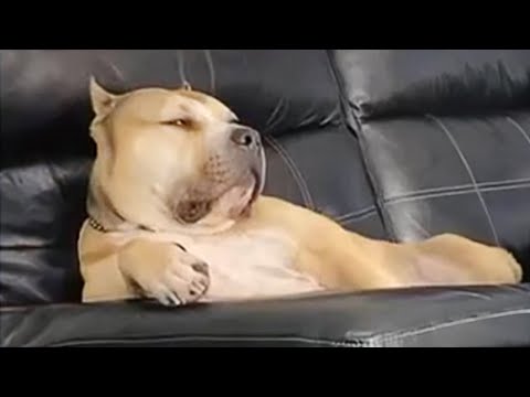 Dog Gives Epic Side Eye 😂 Funniest Dogs Video!