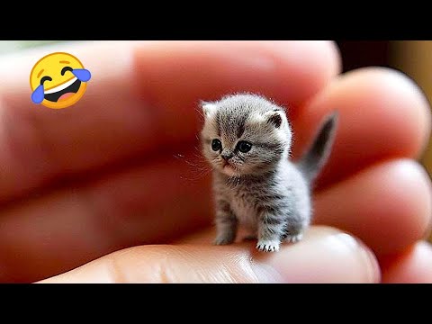 Trending Funny Animals 😅 Funniest Cats and Dogs 😹🐶