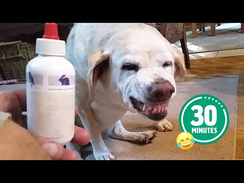 Hilarious Dog Hates Medicine 😅 | FUNNIEST Cats and Dogs – Best Pet Videos