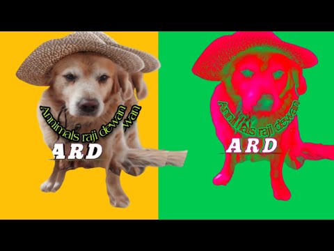 funny video | funny animal videos | Dog games |Dog  Videos | Animal Kingdom | Dog | Dogs |funny dogs