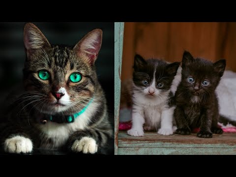 Baby Cats – Cute and Funny Dog Videos Compilation #1 – Cutie Animals #cutecats #cats #video  #viral