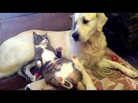 Best of the WEEK! Funniest Cats And Dogs Videos 😂