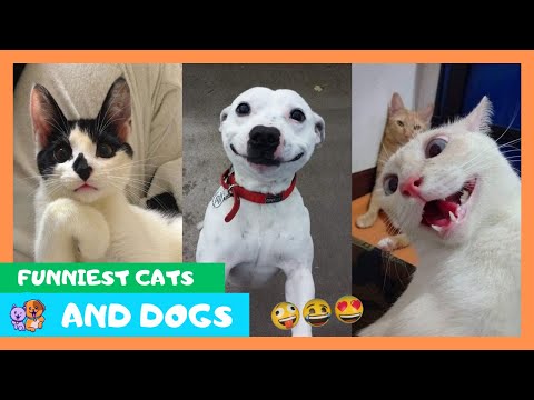 Funniest Cats and Dogs 🐱🐶 Funny Animals Videos 🤣