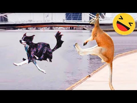 Funniest Cats And Dogs Videos 😁 – Best Funny Animal Videos 2023 🥰