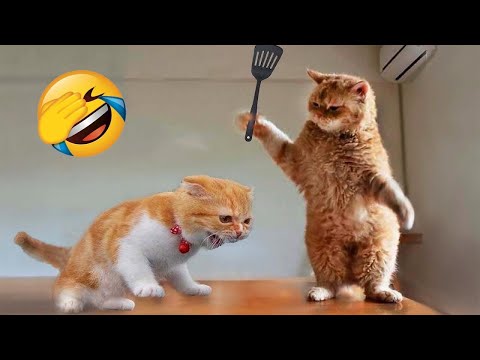 1 Hour Trending Funny Dogs And Cats Videos 😂 Funniest Cats and Dogs 😸🐶