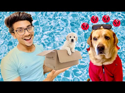 New puppy at home | Leo ko agya gusaa | Prank gone wrong | Anant rastogi