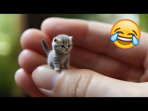 Funny Cats And Dogs Videos 🐱🐶 Funniest Animals – Videos of Funny Animals ZZZ