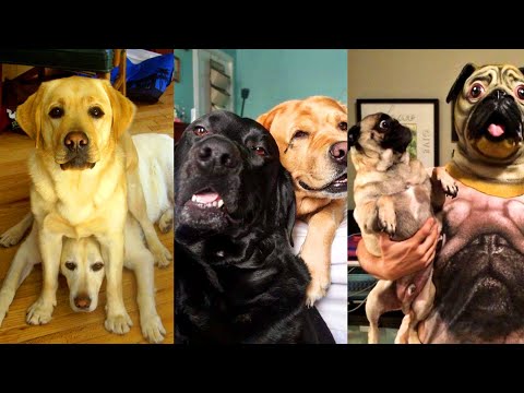 Dogs Videos But Try Not To Laugh🤣😂Part 79