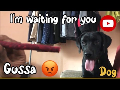 Lebrador dog New videos | cute Lebra puppy | dog funny videos | street dog puppy |#doglover #viral