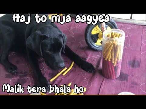 Puppy like Indian flag 👍🏽| | Lebra dog funny videos | Lebra funny dog #viral #dog #