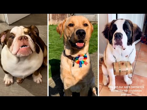 YOU LAUGH YOU LOSE! 🤣 (Funny Dog Videos) 😅