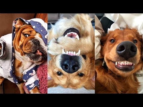 Dogs Videos But Try Not To Laugh🤣😂Part 84