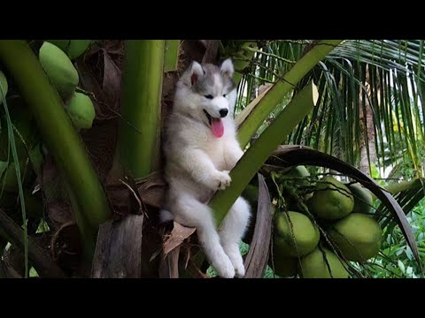 Small dogs, big trouble! | NEW Funniest Dogs Video