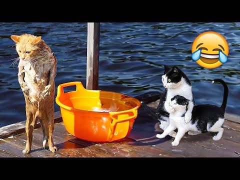 Funny Cats And Dogs Videos 🐱🐶 Funniest Animals – Videos of Funny Animals ZZZ