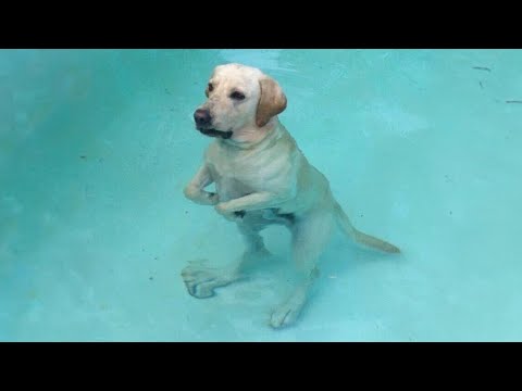 NEW FUNNY DOGS OF THE WEEK