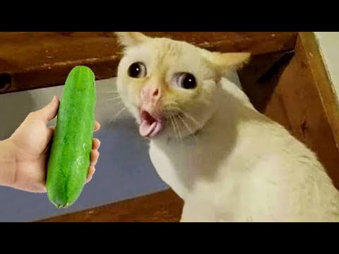 Funniest Animals 2023😹 Funny Cats 😆 You laugh you lose