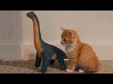 Funny animals – Funny cats and dogs – Funny animal videos 2023🤣