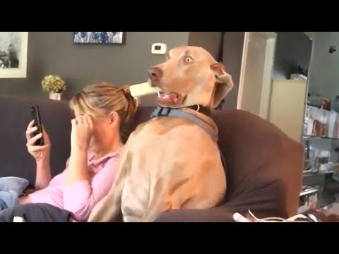 New Funny Animal Videos Of The Day