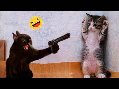 New Funny Animals 😅 Funniest Dogs And Cats Videos 2023🐶😺 #2