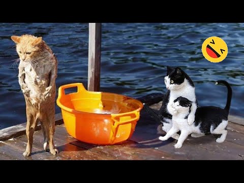 New Funny Animals 😅 Funniest Dogs And Cats Videos 2023🐶😺 #1