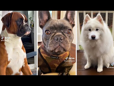 Trending Funny Doggos 😅 Funniest Dogs and Puppies😹🐶